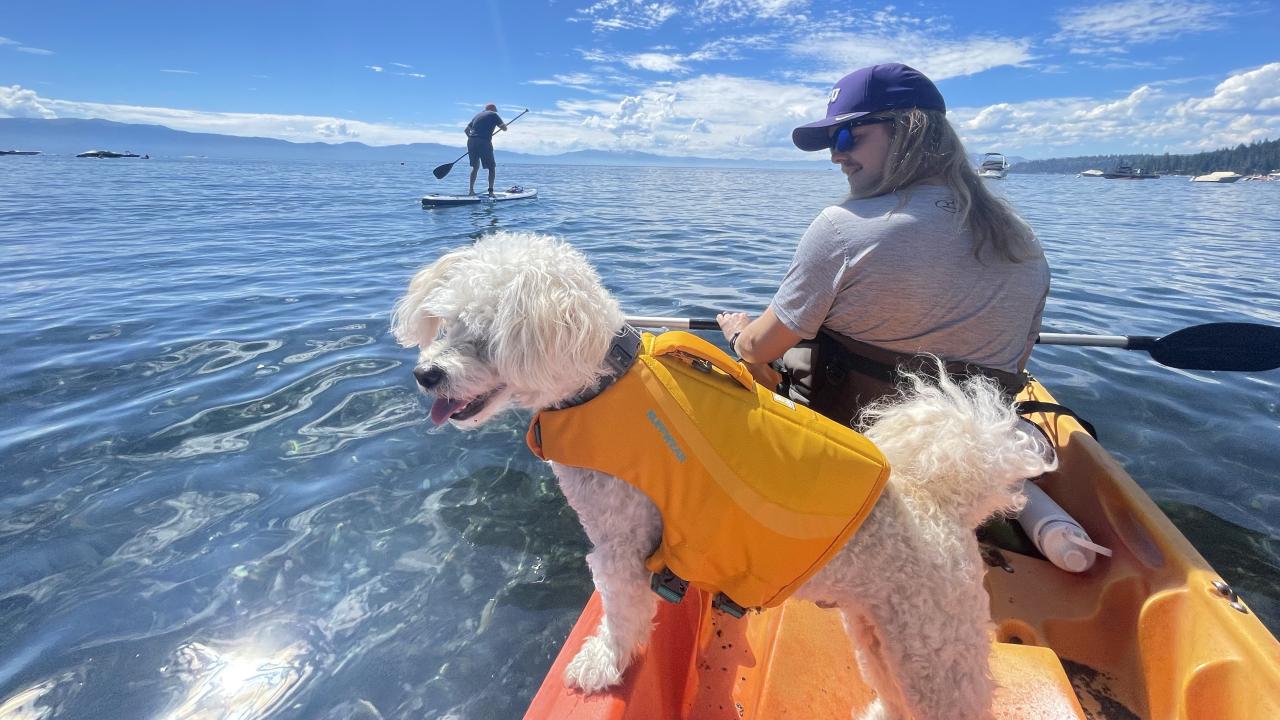 Stone for dogs water new arrivals